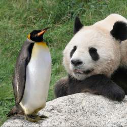 How to Recover from Google Panda and Penguin